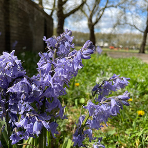 Bluebells getting some sunlight